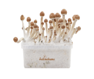 FreshMushrooms magic mushrooms grow kit