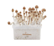 Kit De Cultivo 100% FreshMushrooms