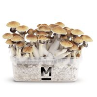 Kit De Cultivo Mondo® Y XL
