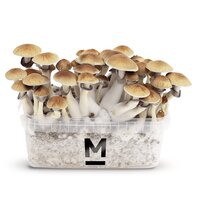 Kits de cultivo Mondo®