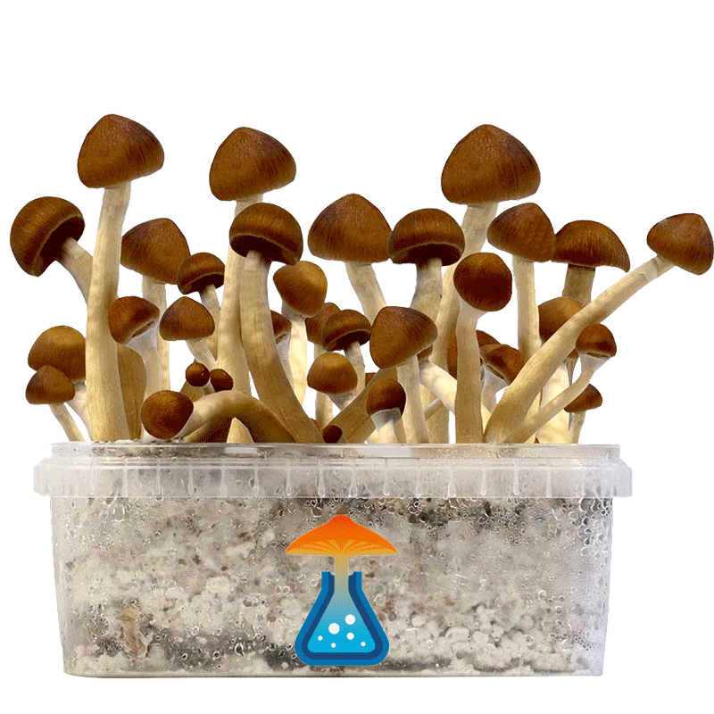 Kit De Cultivo GetMagic