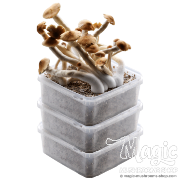 GetMagic Extra Large Magic Mushroom grow kit deal