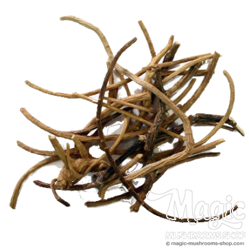 Raíz de Sueño Africano | Silene Capensis | 5 gramos 