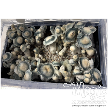 Red Boy spore print