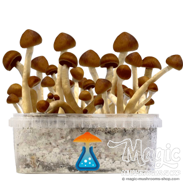 GetMagic Colombia+ Magic Mushrooms Grow Kit