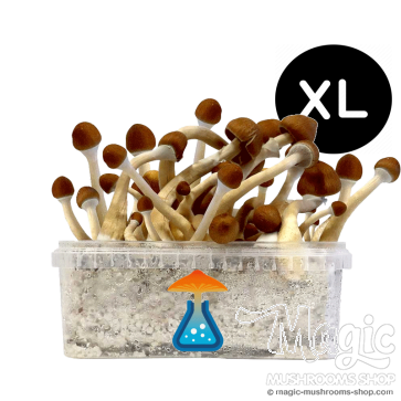 GetMagic Magic Mushroom grow kit XL