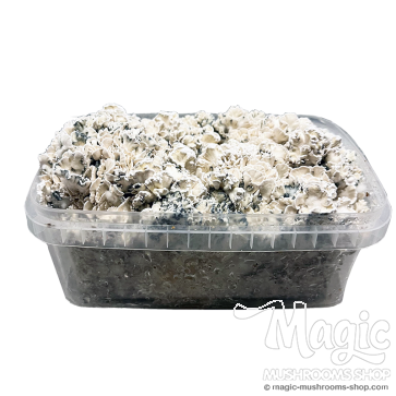 Enigma Brainiac grow kit