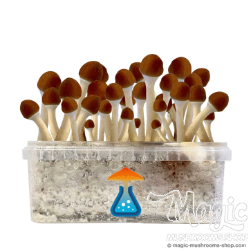 GetMagic Golden Teacher+ Magic Mushrooms Grow Kit