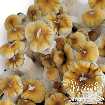 20cc Golden Teacher cubensis Spore Syringe with 500 g.p.p. ml
