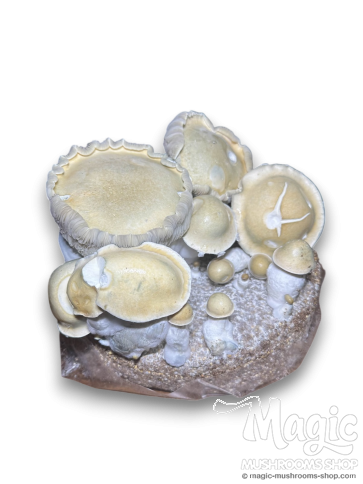 20cc Golden Teacher cubensis Spore Syringe with 500 g.p.p. ml