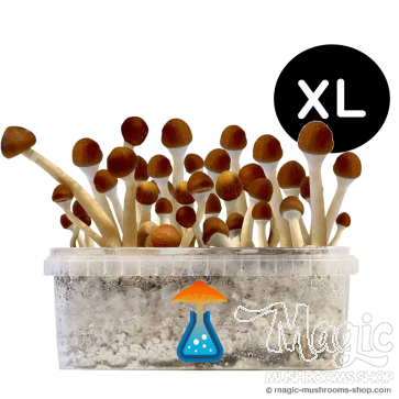 GetMagic Magic Mushroom grow kit XL