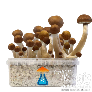 GetMagic McKennaii+ Magic Mushrooms Grow Kit