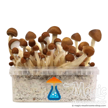 GetMagic Mexican+ Magic Mushrooms Grow Kit