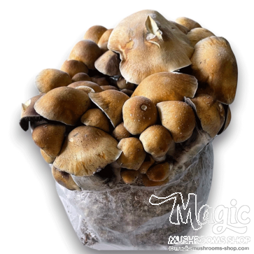 Psilocybe cubensis PE7