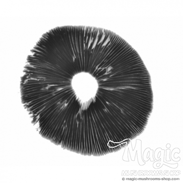 Mushroom Spore print Ecuador