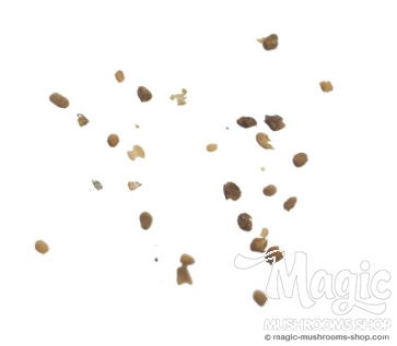Tobacco seeds | Nicotiana Tabacum| 1 gram Seeds