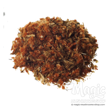 Dagga silvestre | Leonotis Leonorus | Flor