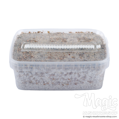 random magic mushrooms myclium grow kit