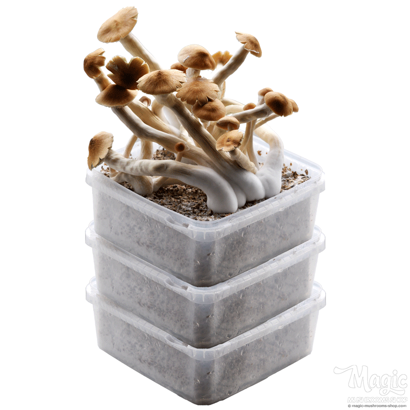 GetMagic Extra Large Magic Mushroom grow kit deal