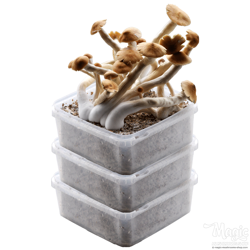 magic mushroom combi pack dicount