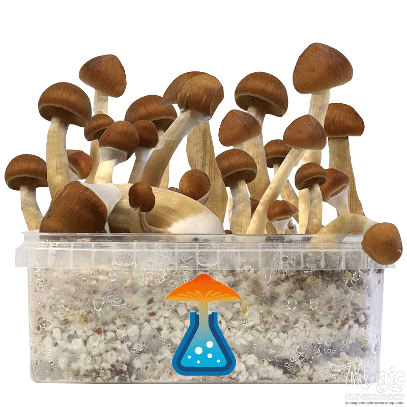 GetMagic Magic Mushroom grow kit XL