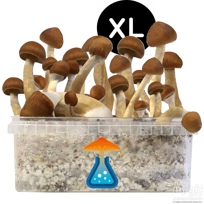 GetMagic B+ XL Grow Kit