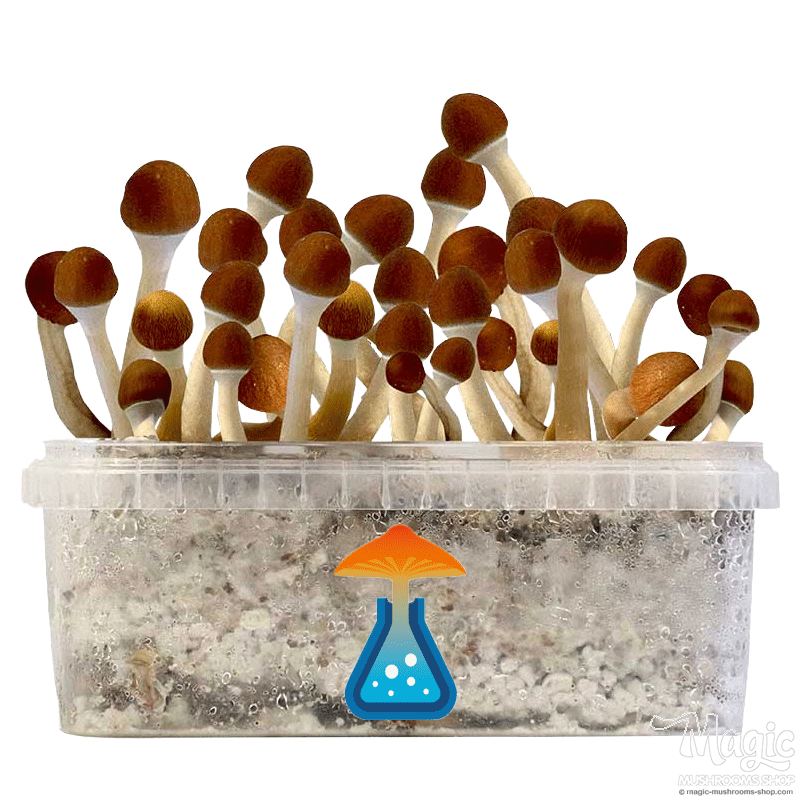 GetMagic Vambodia+ Magic Mushrooms Grow Kit