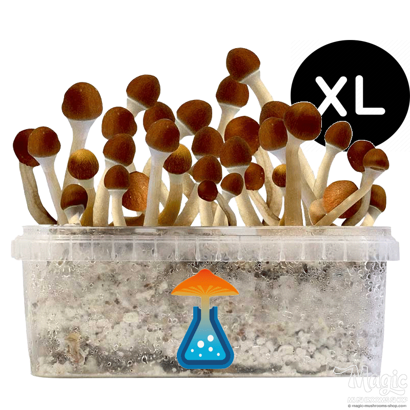 GetMagic Magic Mushroom grow kit XL