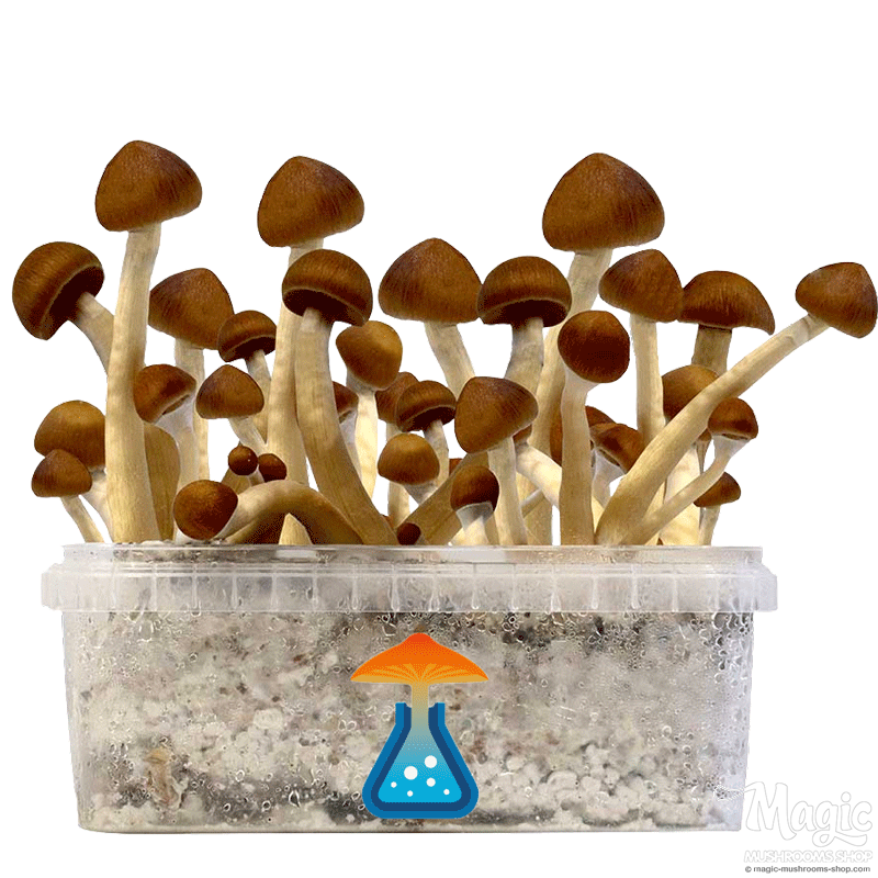 GetMagic Colombia+ Magic Mushrooms Grow Kit