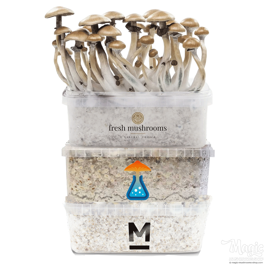 magic mushroom combi pack dicount