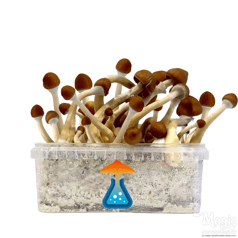 GetMagic Ecuador+ Magic Mushrooms Grow Kit