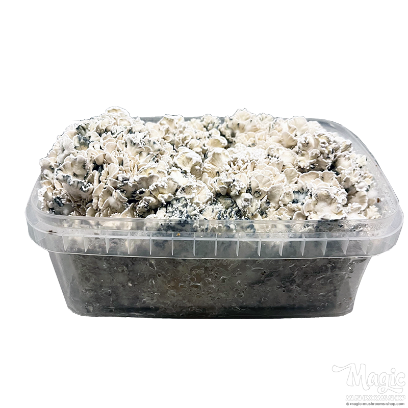 Enigma Brainiac grow kit