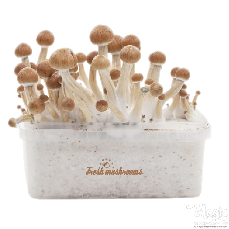 Amazonian XP Fresh Magic Mushrooms Grow Kit 