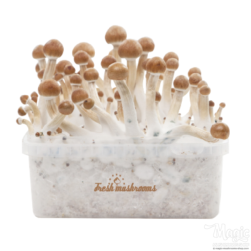 B+ XP | Fresh Magic Mushrooms Grow Kit 