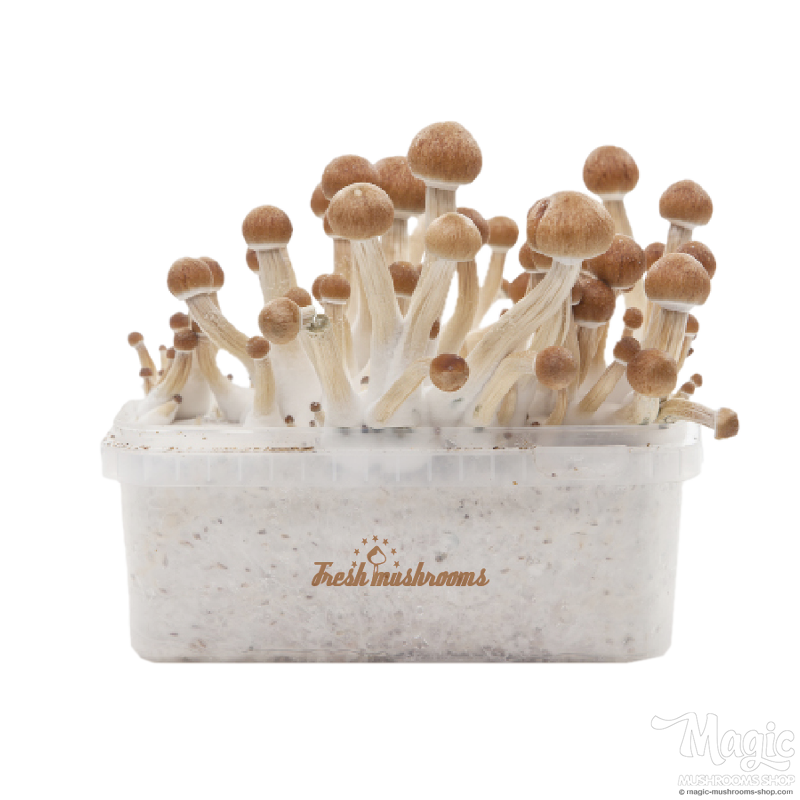 Ecuador Magic msuhroom grow kit Fresh mushroom