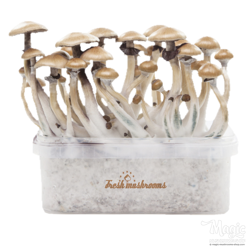 Golden Teacher XP| Fresh Magic Mushrooms Grow Kit