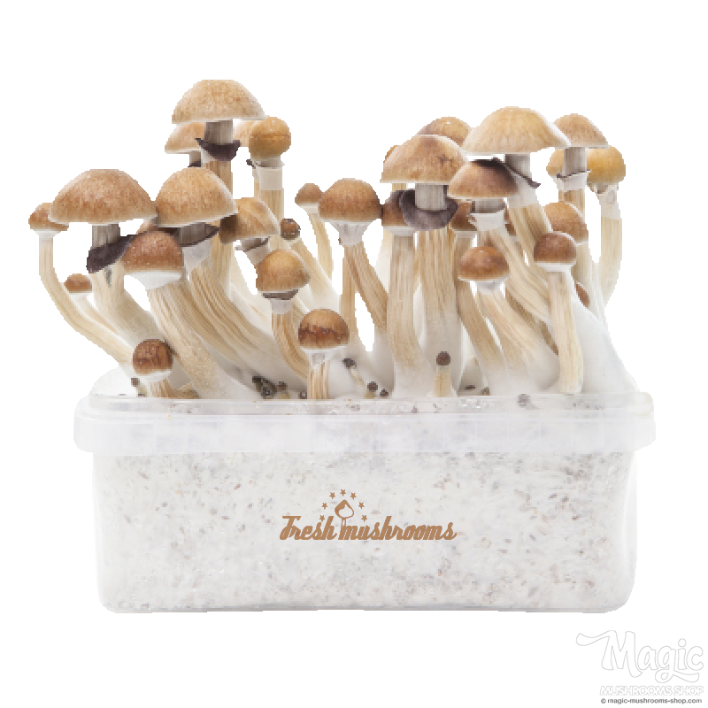 McKennaii XP | Fresh Magic Mushrooms Grow Kit