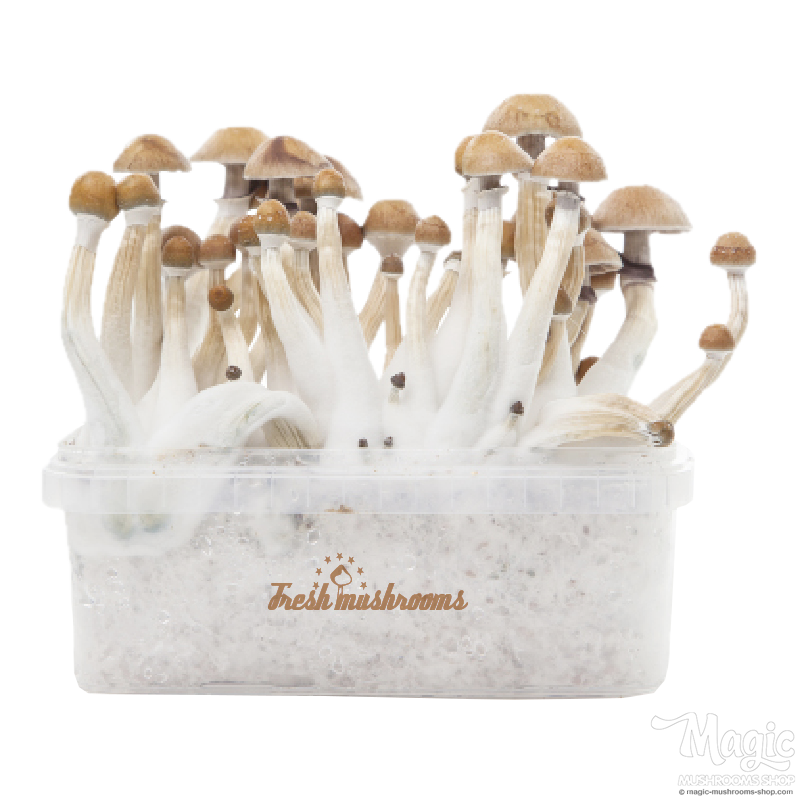 Mexican XP | Fresh Magic Mushrooms Grow Kit