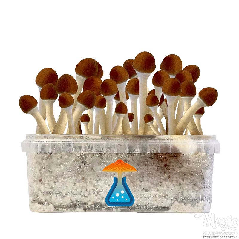 GetMagic Golden Teacher+ Magic Mushrooms Grow Kit