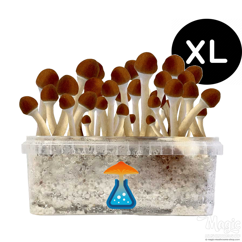 GetMagic Golden Teacher+ XL Grow Kit
