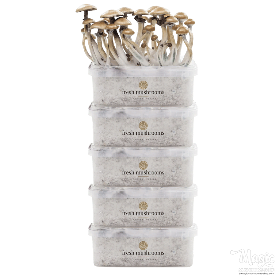 FreshMushrooms® kits de cultivo Oferta 5 pack