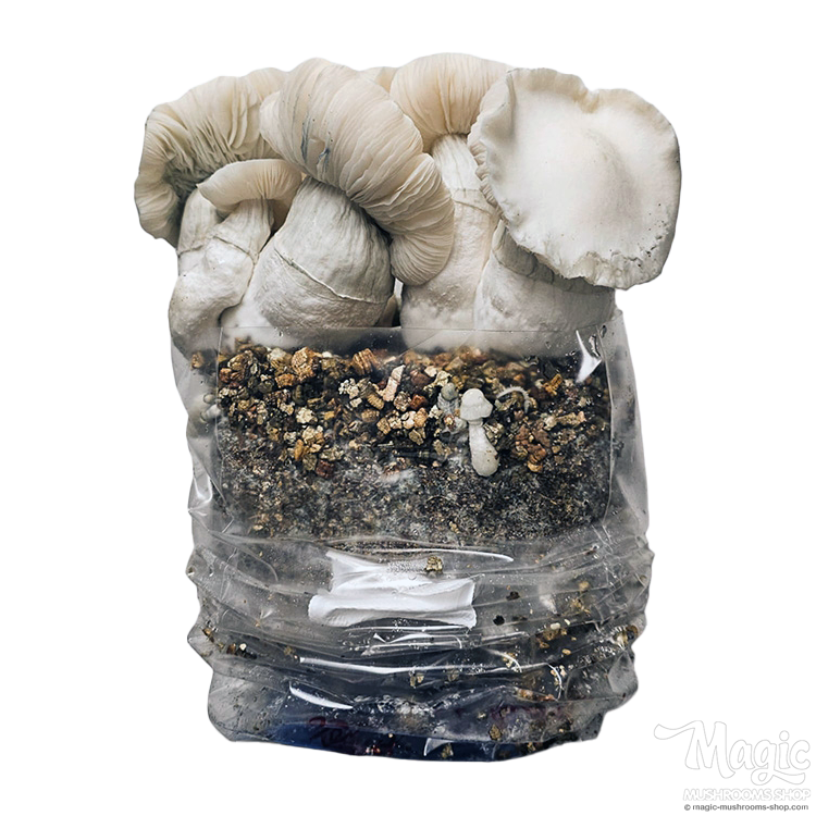 The new Jack Frost mushroom kit