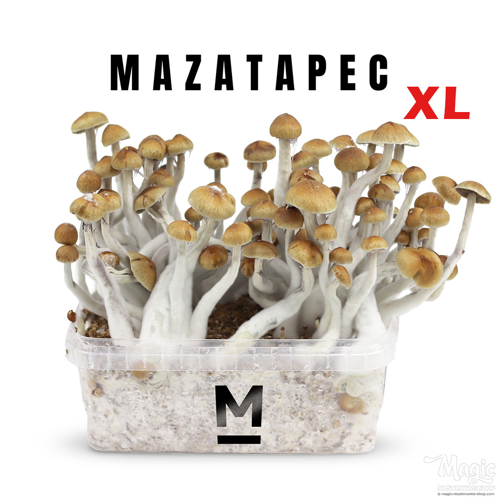 Flush of Mazatapec