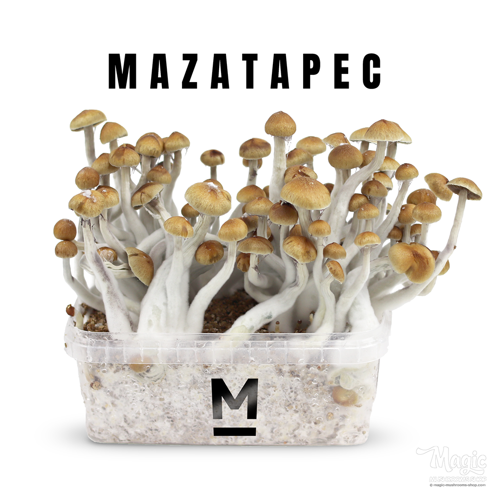 Mexican Mazatapec strain