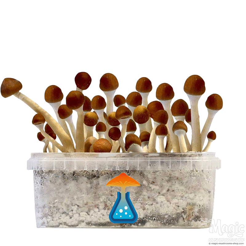 GetMagic Mazatapec+ Magic Mushrooms Grow Kit