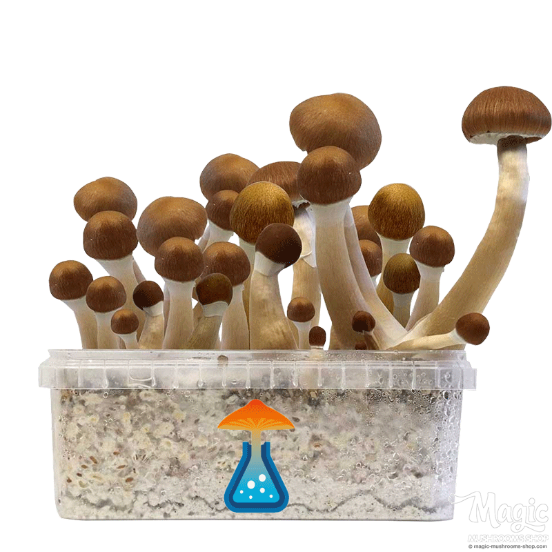 GetMagic McKennaii+ Magic Mushrooms Grow Kit