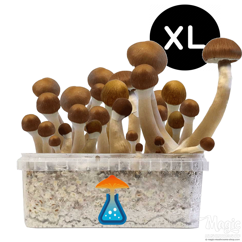 GetMagic McKennaii XL Grow Kit