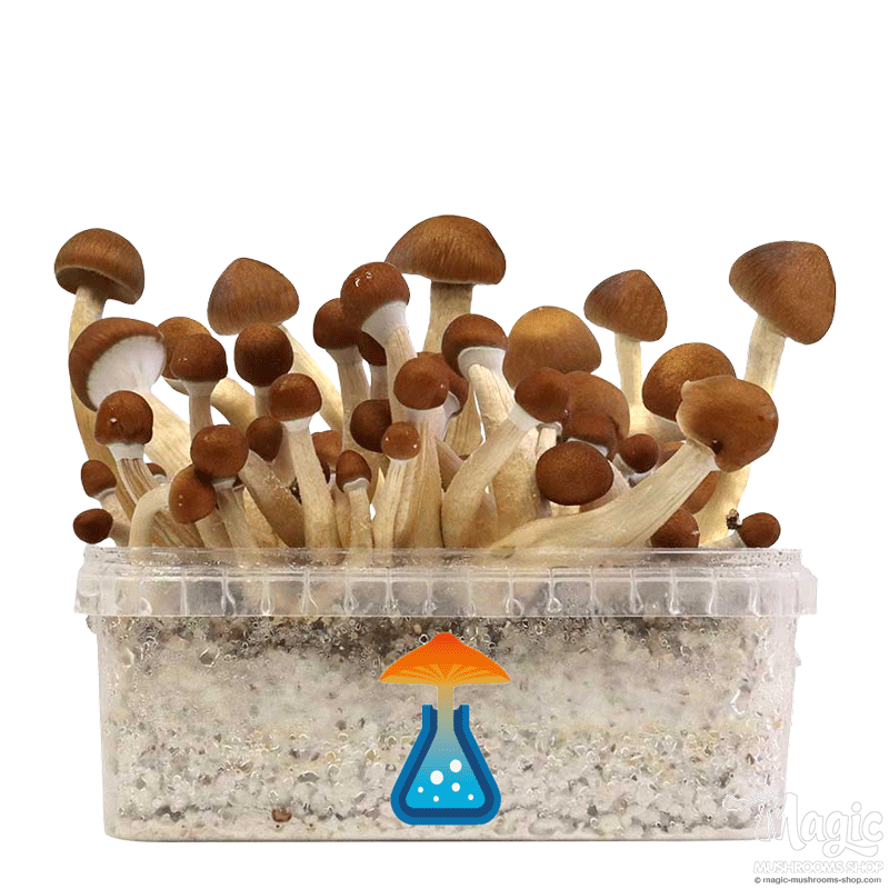GetMagic Mexican+ Magic Mushrooms Grow Kit