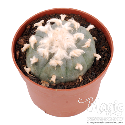 Peyote 6-7 cm