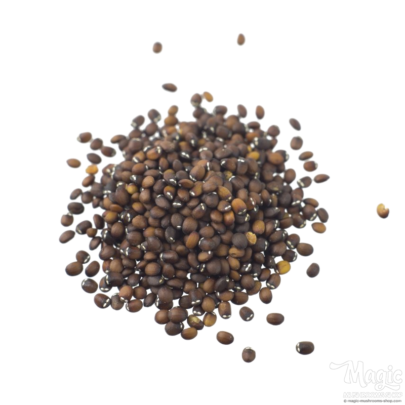 Catmint (Nepeta cataria) seeds